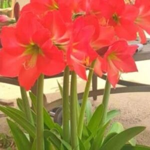 Two Amaryllis Bulbs Flowers